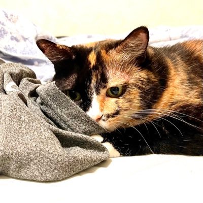 Eru_cats's profile picture. 😞ADHD/うつ病/虚弱体質/聴覚障害/📚社労士/英検準一級/キャリアコンサルタント/🌊社会に出たらポンコツさが露呈/挫折して８年間引きこもり/😠意を決して手帳を取得して障害者雇用でパート勤務/ツィートに一貫性なし😂/猫愛半端なし😽/よろしくお願いします🙇‍♀️