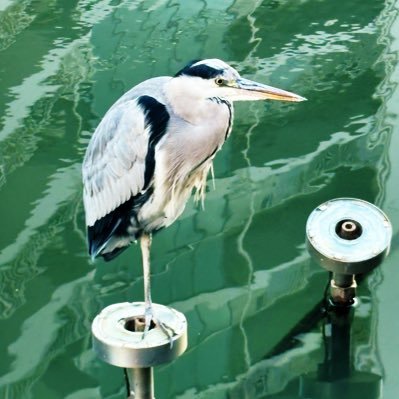 B0958755748600's profile picture. ﾄﾎﾎのﾎ…