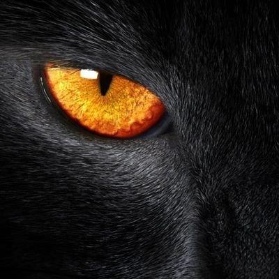 DogMaster9999's profile picture. 