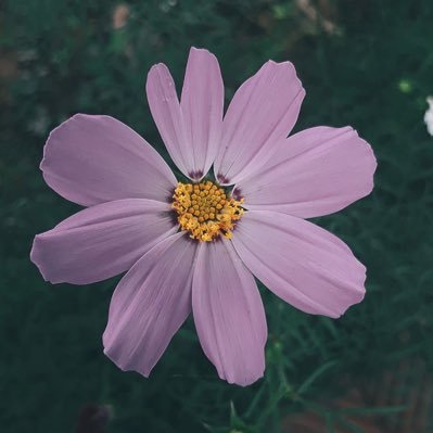 rahmahxxx's profile picture. 