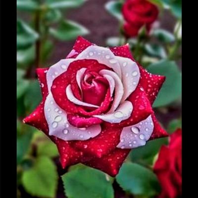 shitala_sharma's profile picture. 