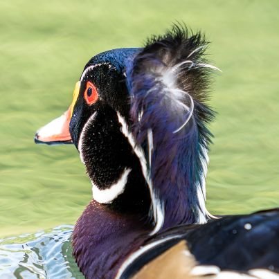 Laolei9's profile picture. 活着就是折腾