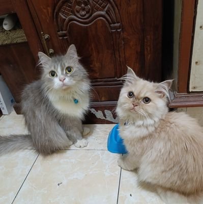 niamdf23's profile picture. 👩‍⚕ Bidan Muda💉
🏥 RSUD Tidar Kota Magelang
📍 Magelang - Jawa Tengah