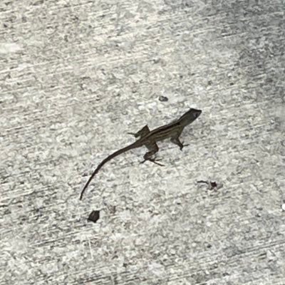 usofamerica's profile picture. 💋K.I.S.S. = Keep it simple, stupid