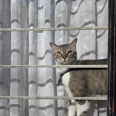 SonjaYhanbija's profile picture. 논리가 사라지고 비난과 욕설만 난무하는 X가 안타까운 사람입니다. 어느 정당도 지지하지 않고 정책과 비전만 봅니다. 토론은 언제나 환영합니다.