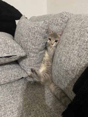 tobiu3t's profile picture. 