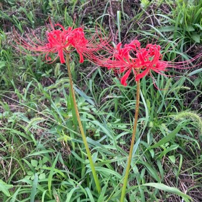 Mirrorkagam1's profile picture. 欲しいものは運の良さです。気軽に話しかけてください。ただの大学生。Apple製品 Windows Androidなんでも食べます。Zorin OS初心