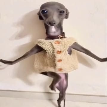 foreve_ronlyj's profile picture. 제노가싫다: 그럴수있겠냐 당신은 사회적교화가 불가능한 반사회적인격장애이며 싸이코패스입니다 깜찍섹시사모예드를 미워하는행위는 죄의식의부재와 윤리적인 기준에 대한의식 자체가 없는 행위로 간주할 수 있으며 범죄를 지을 가능성이 높고 폭력적이고 충동적인 성향을 나타낼가능성이있습니다