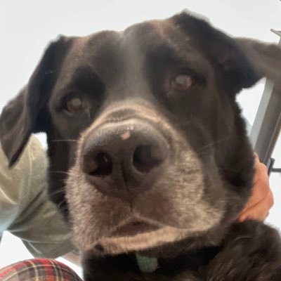 doropezajr's profile picture. Hey there! I am using Twitter. 🎷 🐕