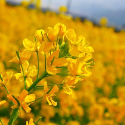 Dog11Maru's profile picture. 成人済み 雑食