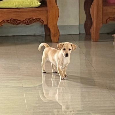 MIIRA0429's profile picture. ただのOORerである。