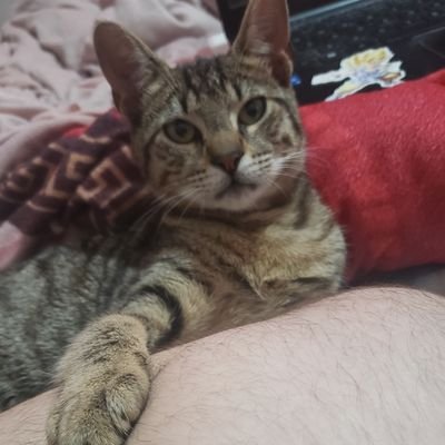 RacedoEdu's profile picture. De Argentina :3