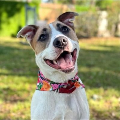 inifinityworld's profile picture. ONLY DOG 🐕 .................................................

#DogLife  #PuppyLove #pete