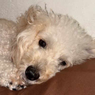 donyainaaaaah's profile picture. hi pi. lazy, mentally unstable, overthinker, stressed. She fell first but he fell harder type. enfp. big little tiger. Saw Song Kang, and Jaewook