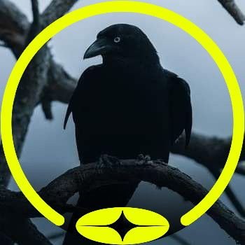 0xKimCNETH's profile picture. NFA , Still DYOR for All Project.