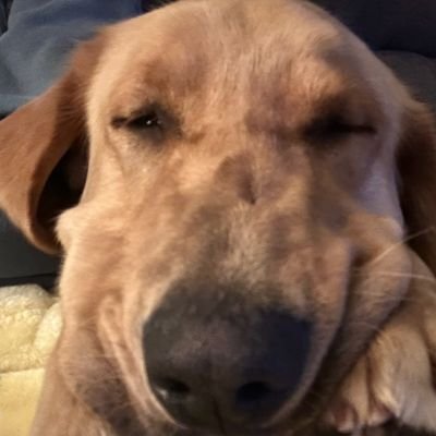 apostleofhank's profile picture. 