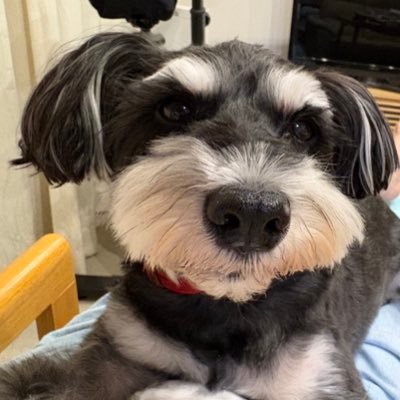 ga_u_pu's profile picture. くじら、編み物、スンスン、ちいかわ、ハイキュー、ひらやすみ、ジョジョ第４部、SnowMan、チョコ、抹茶、文房具、革好き。犬🌈、猫、猫。