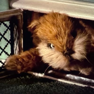 FactsBrahh's profile picture. Degen Golfer & Gamer | Accounting & Law.  Deus Vult