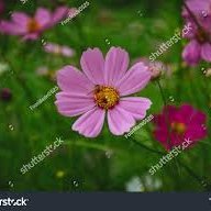 Tushar64417097's profile picture. Crypto Since 2021 || crypto researcher and analyst || 🚀400K+ Troops in the Trenches || Narrative Architect & Analyst || Exposing Anti-Community Moves📢