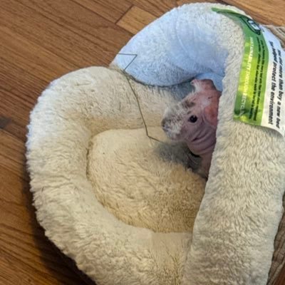 ColinMiksiewicz's profile picture. conn head