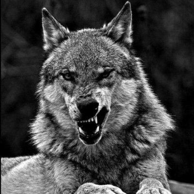 desdehesperia's profile picture. Existir y permanecer.