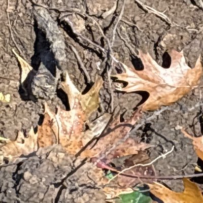 PickerellJ52367's profile picture. 