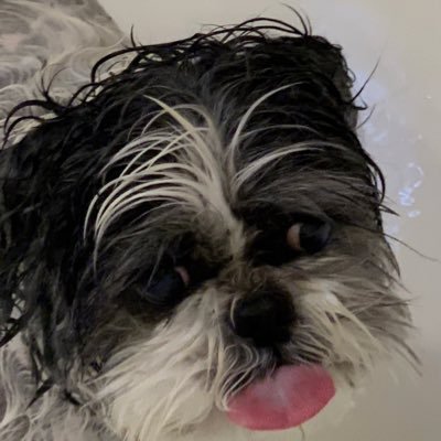 ellicat12's profile picture. 