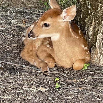 talon_hl's profile picture. Original builder of the Hyperliquid Rust SDK 

@HyperliquidX and @MegaETH bull

prev: Hudson River Trading, @MIT