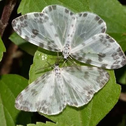 OhFickleHeart's profile picture. (they/them) 18 years old. Asian. 🌳🦢
I block freely
                       
Basic DNI Criteria, Also DNI: Yogurca defenders,