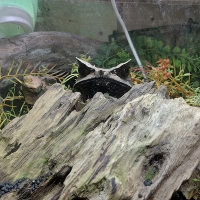 Shall_71880's profile picture. デュエマ、ワンピカ、ホロカやってます