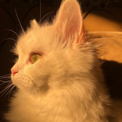 Exuberance234's profile picture. 