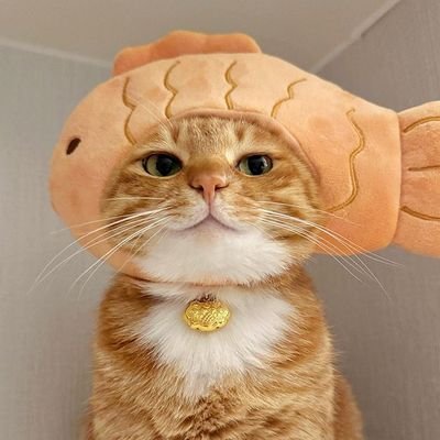 Nnlittlemeow's profile picture. #jimmysea 💜🩵 กับรีทุกอย่างตามใจ เป็นสาววายสมองไหลคุยได้ทุกระดับประทับใจไม่เน้นดราม่าฮ่ะ😂