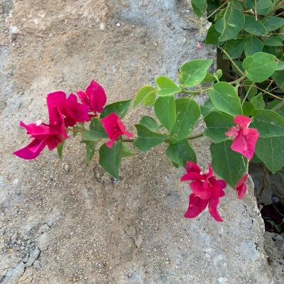 _suror4's profile picture. "Zero is the beginning of everything"🚀 @MawhibaAlumni member ⭐️| Future paramedic 🚑 👩🏻‍⚕️🥇🔬🏸🌊🍓