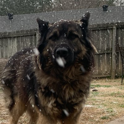 RamboProps's profile picture. 