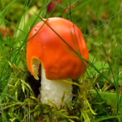 last_frontier05's profile picture. 座右の銘「自然を知れば自ずと答えはでる」 最近キノコ勉強中につきキノコ師匠のアカウントを無言フォローさせていただいてます🍄‍🟫