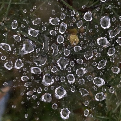 Caccabus's profile picture. If I’ve unfollowed you here, I’ve probably followed you on another platform.