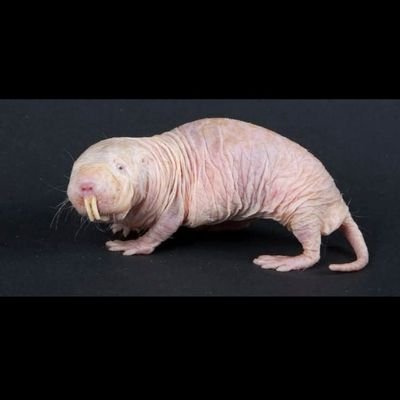 dahirmahamed4's profile picture. Bushman.