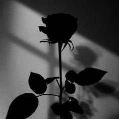 Pelinsswp's profile picture. ❤🦁💛