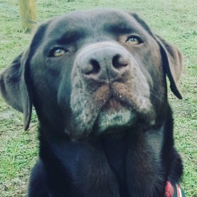 russflaggy's profile picture. From Manchester UK. balding/balder/balderdash. Ex Royal Signals loves animals. Living in Aussie 🦘