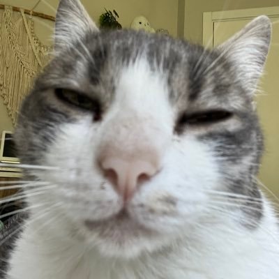 stefcorradini's profile picture. ori do guerreiro. ⚔️💙