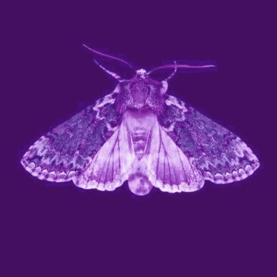 prescottstreet's profile picture. picture dee reynolds, anya jenkins, and david brittlesbee merging into one ... that's me