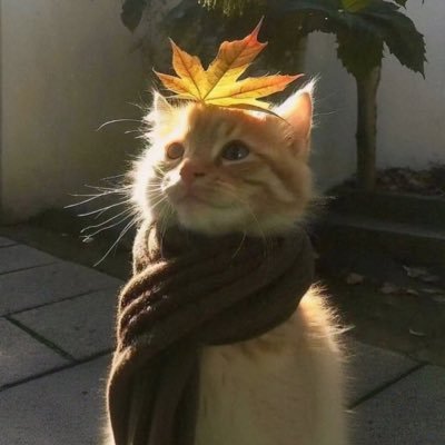 jobnutuy_cat's profile picture. життєлюбка, дружелюбний звірьок і дурепа. мрію стати потішною