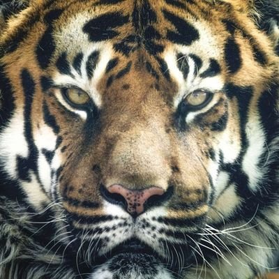 komodo22's profile picture. 