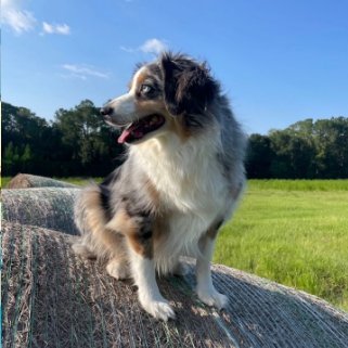 cohenr6s's profile picture. LFT
siege Burgas University
Ubi: Cohenhello