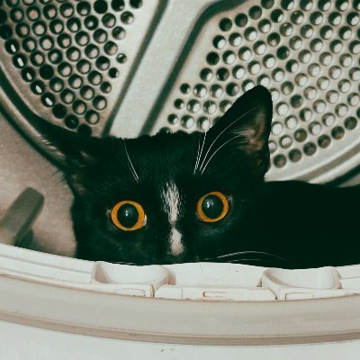 tindomiell's profile picture. 