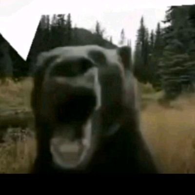 ckickennihjers's profile picture. most woke niggas are millennials,out of tuch with the internet and old heads and replicans are usually younger, have been bullyed by people forceing idealogys