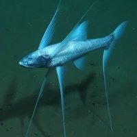 Bathypterois grallator (@yanko_38) 's Twitter Profile Photo