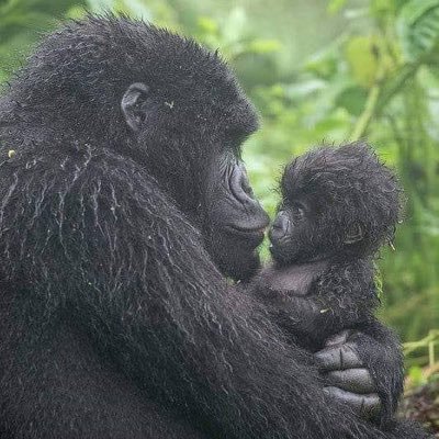 NHolzheymer's profile picture. GenX 🏳️‍🌈🍻🤷‍♀️