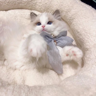 senachi_sm's profile picture. ぽっちゃり好き男子を求めてます。 従順な🐶もほしい。ENFP/既婚者/愛知/