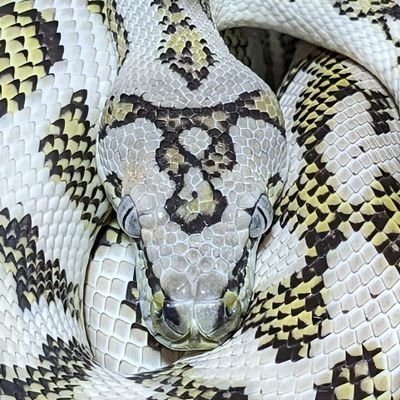 9_pentacles's profile picture. YOU NEED HEART TO PLAY IN THIS GAME